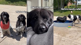 The Differences Between My Two Newfoundland Dogs