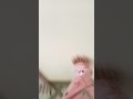 you w broow