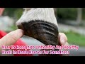 How To Recognize Unhealthy Or Healthy Heels In A Horse Hoof For Soundness