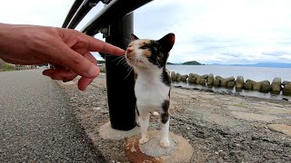 道路脇に三毛猫がいたので挨拶したら喜んで撫でられにきた