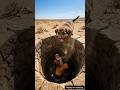 She Stole Shiva’s Diamond Eye… But This Puppy Exposed Her! 🐶😱 #ai #puppy #lordshiva #shorts #viral