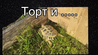 Торт и загон