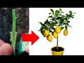Best Way to Grafting Lemon Tree