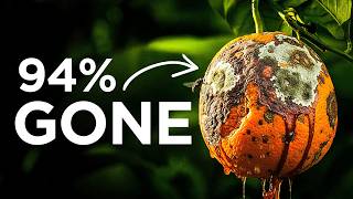 How One Bug Ended Florida Citrus