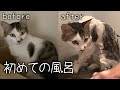 初めてのお風呂で変わり映えが凄い保護猫