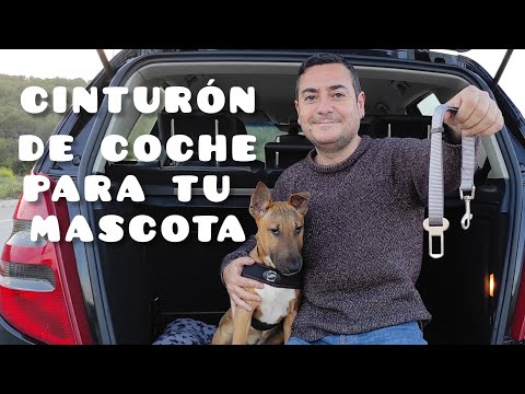 Video: El Cómo Y El Por Qué De Mantener A Sus Mascotas Abrochadas El Cinturón De Seguridad