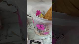 Download Lagu #daru #darulovers MP3