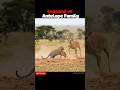 Never Underestimate an Antelope Family #leopard #wildanimals