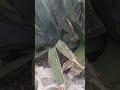 y si grabaron su nombre #penca #de #maguey #viral #parati