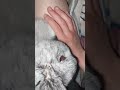 #yutubeshorts #cute #cuterabbit #rabbit #kpop #psy #gentleman #music #mycuterabbit #subscribe