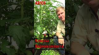 АВ105 томаты на биогумусе вермикомпосте 55 день супер результат ав105