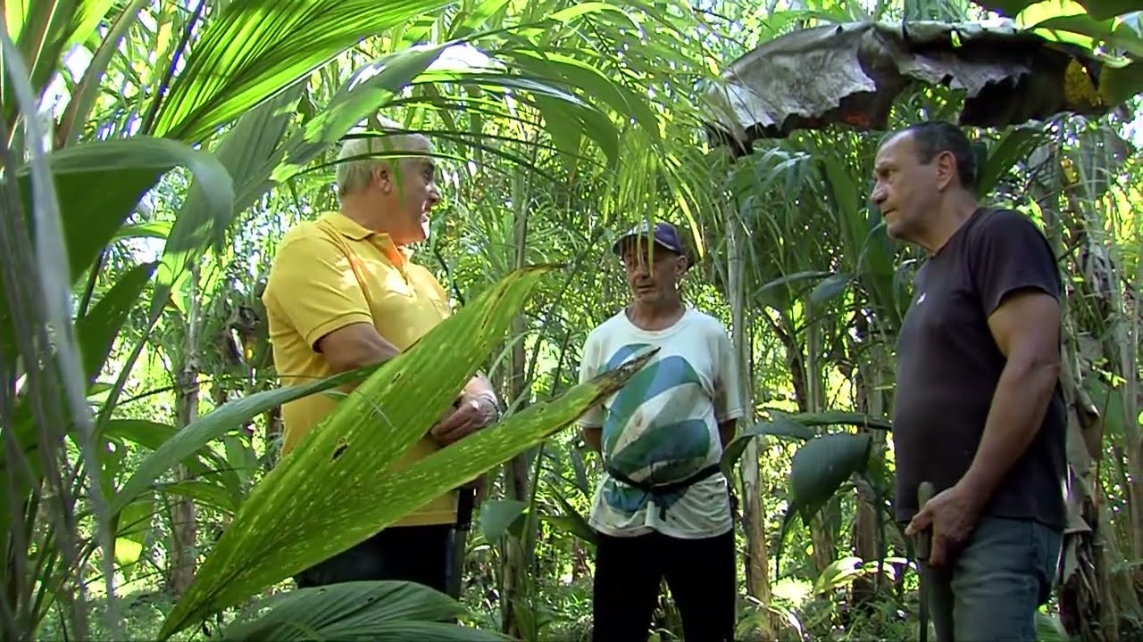 Palmito pupunha: renda e sustentabilidade no litoral do Paraná!