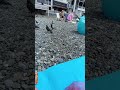 Суету навели