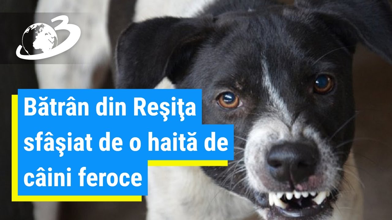 Bătrân sfâşiat de o haită de câini feroce