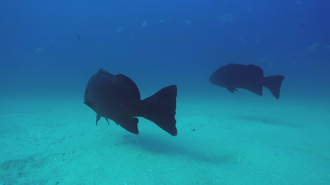 Cabo Pulmo Jacks