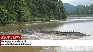 Tertangkapnya buaya besar di sungai kali cimanuk indramayu