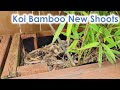 Koi bamboo shoots emerging in spring  tropical garden in zone 8