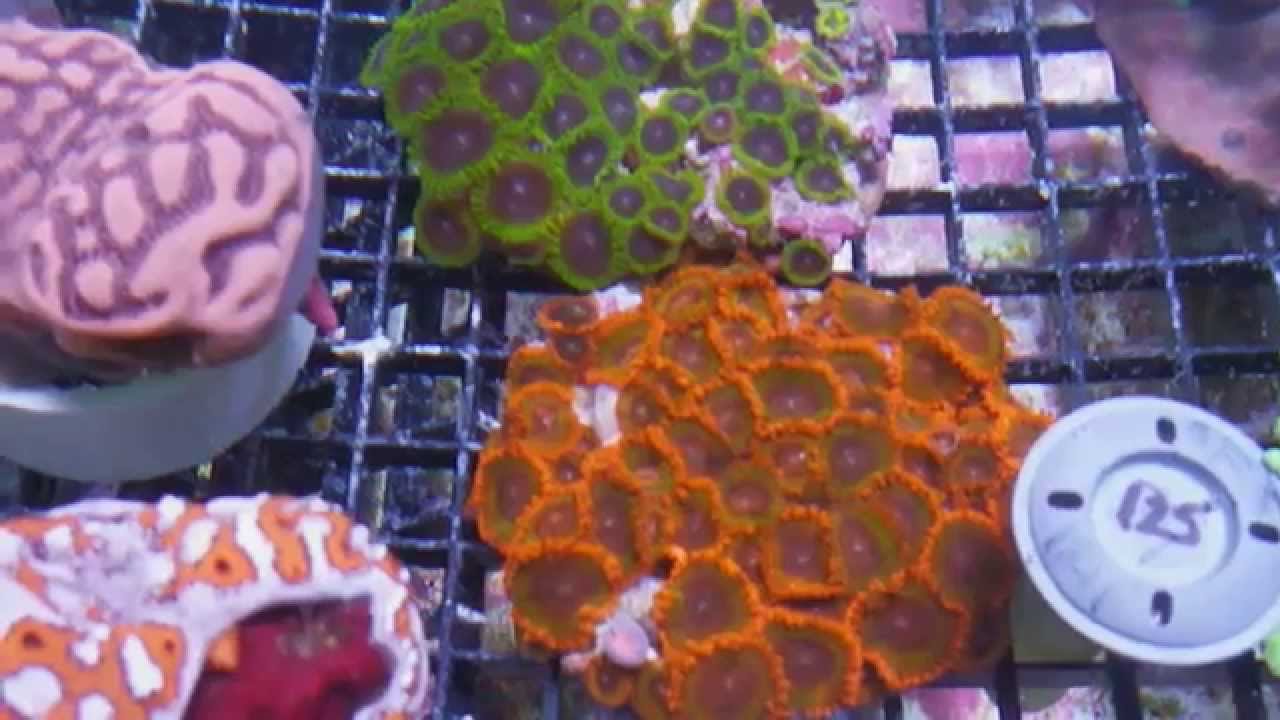 anemone meaning Dr. Mac Hand Picking in Indonesia Pacific East Aquaculture Oct 2015