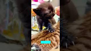 Funny Cats 2024 1361