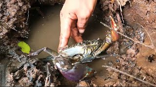 Find And Catching Mud Crabs By Hook - Simple  Fishing Life | BONG VATH |