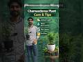 Chamaedorea Plant Care 🌿 | Easy Indoor Plant Tips