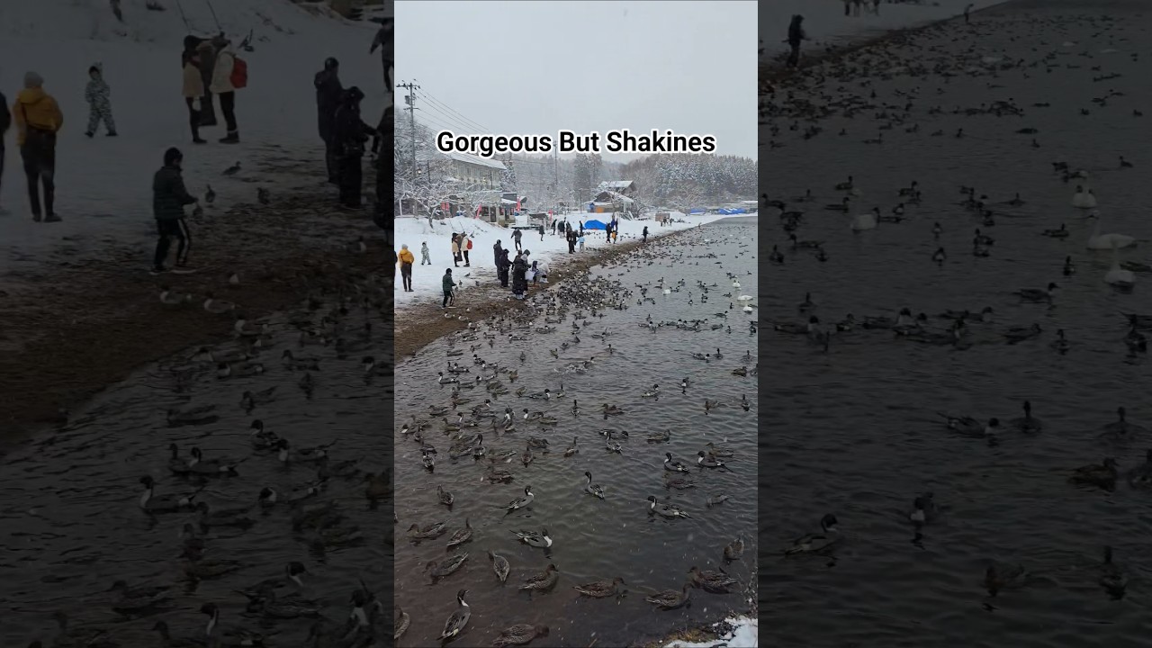 Gorgeous But Shakines 