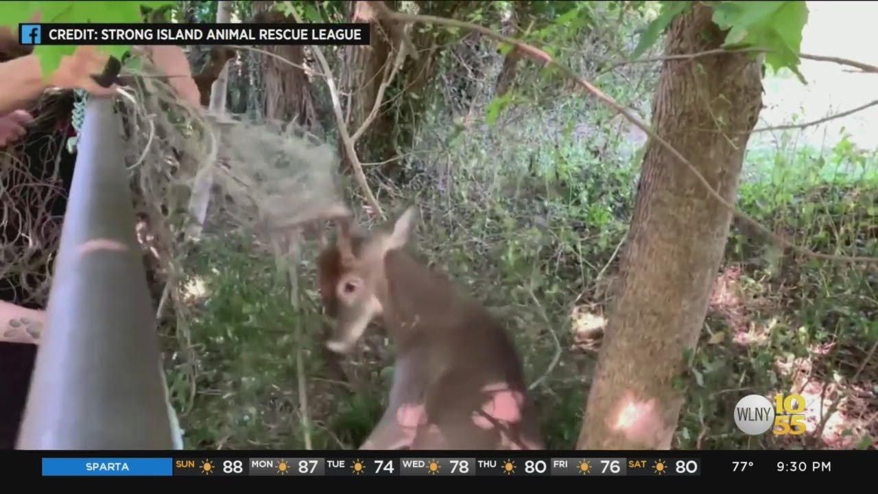 Deer Freed From Lacrosse Net On Long Island - YouTube