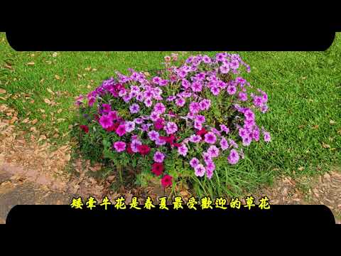 台大杜鵑花季巡禮(背景音樂：鼻笛吹奏“媽媽請妳要保重”)