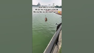 Đi câu lure cá lóc mà dính con rô phi #fishing #cauca #caulurecaloc #câucárôphi