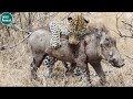 Top hunting moments of top killers in the wildlife world _ Wild animals fighting || TCN FORSET