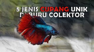 5 Jenis Cupang yang Diburu oleh Kolektor Ikan Hias