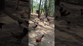 home made chicken and chicks food #viral #shorts