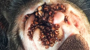 Protect Your Dog From Many Ticks Attacking - How We Can Remove All Ticks From Poor Dog