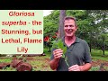 Gloriosa Superba Die Atemberaubende Aber Tödliche Flammenlilie