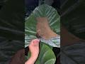 hiding under the leaves #explore #animallife #shortvideo