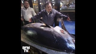 Au Japon, ce thon rouge s'est vendu 2,7 millions d'euros
