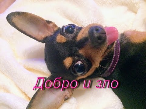 Video: Russian Toy Terrier: Karakter At Katangian Ng Lahi