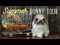 Summer Bunny Tour - BABY BUNNIES!