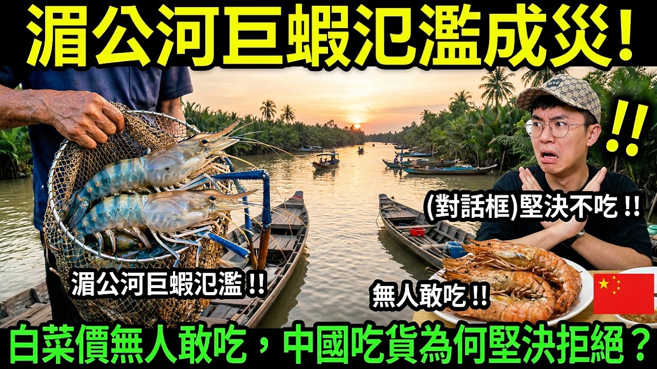 湄公河巨蝦氾濫成災！白菜價無人敢吃，中國吃貨為何堅決拒絕？