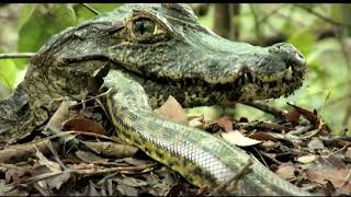 Brasil Secreto | EP01 | Pantanal das Águas