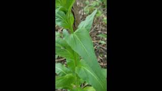 Out in the field: Dame's Rocket May 2020
