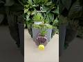 #diy ♻️ MINI JARDIM DE SUCULENTAS feito com POTE de sorvete! #suculentas #reciclagem #façavocêmesmo