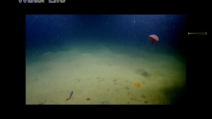 Shy Little Octopus Hide inside its own tentacles #littleoctopus