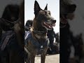 Meet the K9s who make every rescue mission possible 🐾🇺🇸