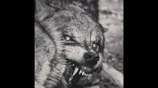 Herterin Bagli Divar Yasdida Var Cavanda Var 🕸✵ Resimi