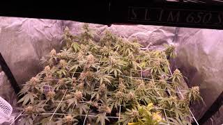 Frosty Plants Almost Ready For Harvest - Week 7 Flower