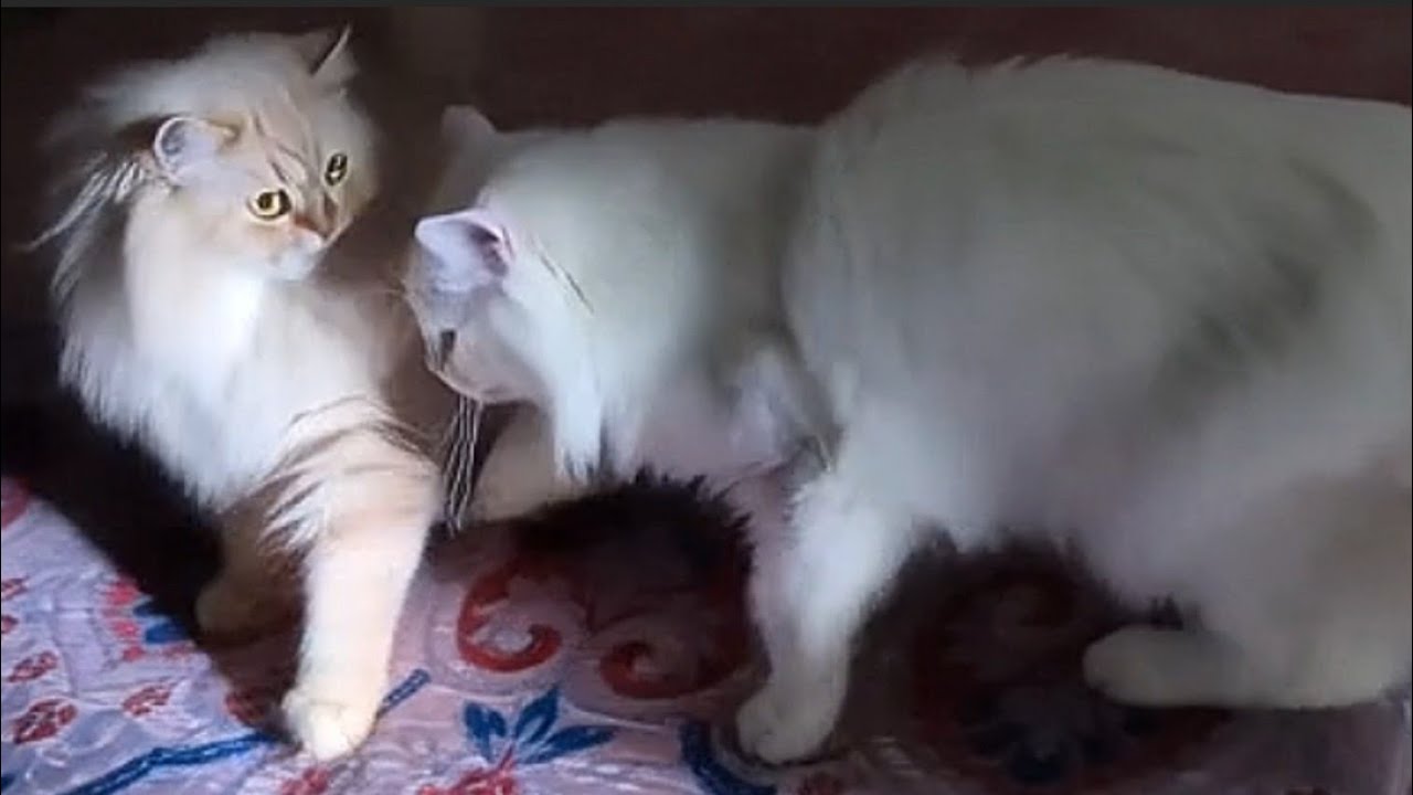  Two Cat Friends Meet Again… Things Get Weird🤣!