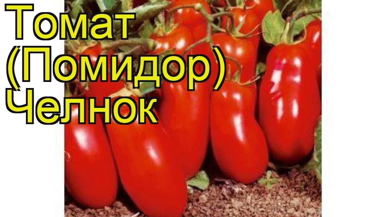 Томат Челнок Характеристика Фото