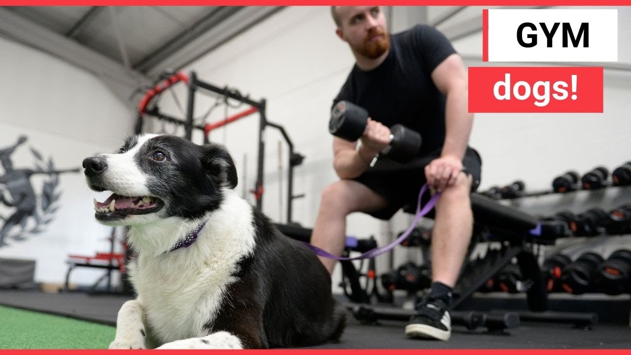 feeldog Trainer lets his clients bring their DOGS to gym | SWNS TV