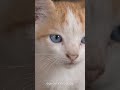 3 prekvapivé fakty o mačkách